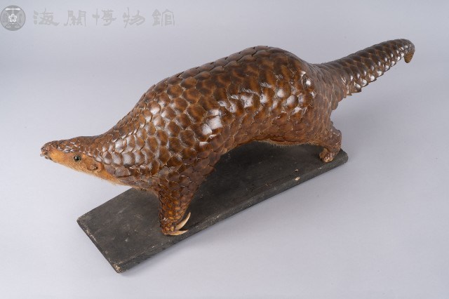 穿山甲標本藏品圖，第1張