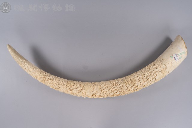 象牙藏品圖，第1張