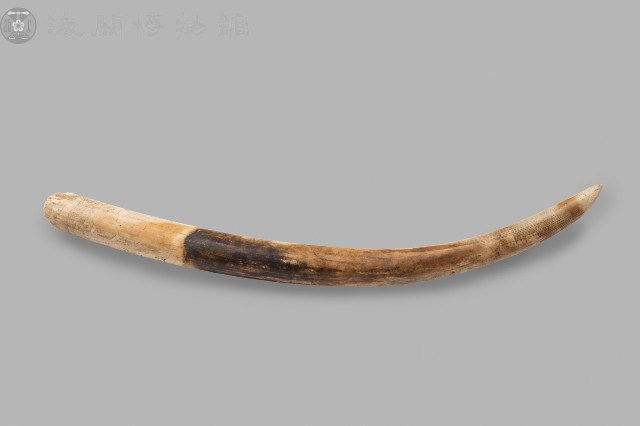 象牙原牙藏品圖，第1張