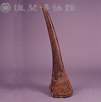 犀牛角（白）藏品圖，第8張