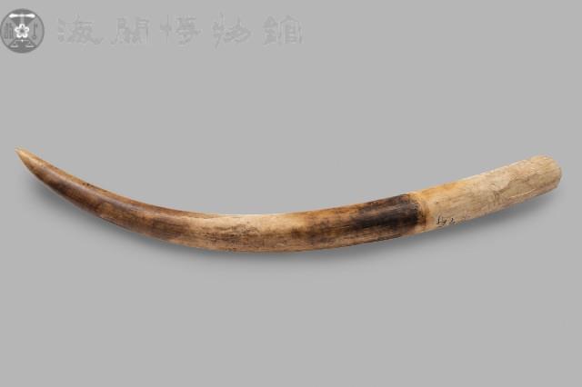 象牙原牙藏品圖，第1張