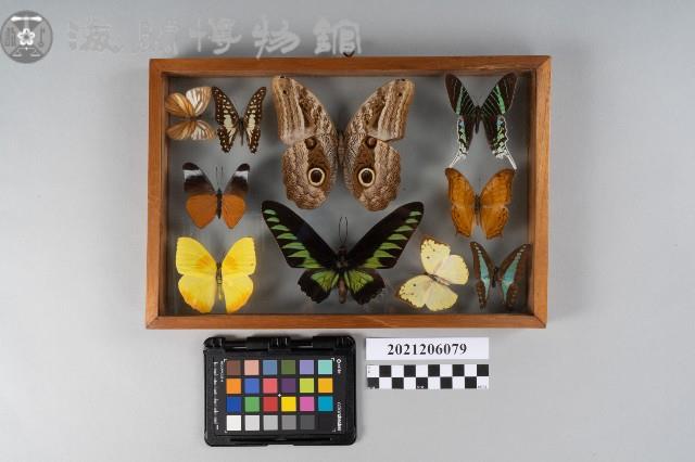 蝴蝶標本藏品圖，第1張