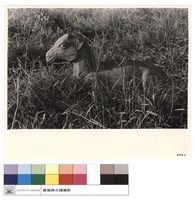 N/A藏品圖，第1張