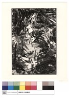 石獅子藏品圖，第1張