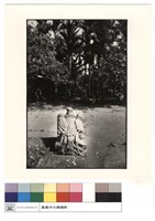 鳳凰(右)藏品圖，第1張