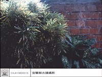 牆藏品圖，第1張