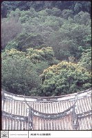 屋頂特寫藏品圖，第1張
