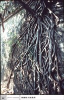 左側牆藏品圖，第1張