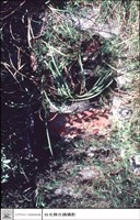 站其背面看景觀藏品圖，第1張