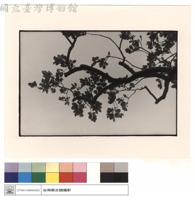 仰視藏品圖，第1張