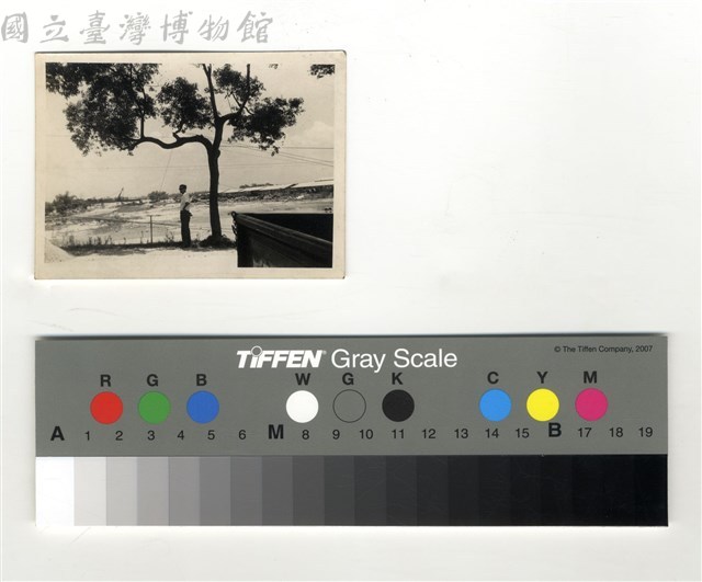 人、樹藏品圖，第1張