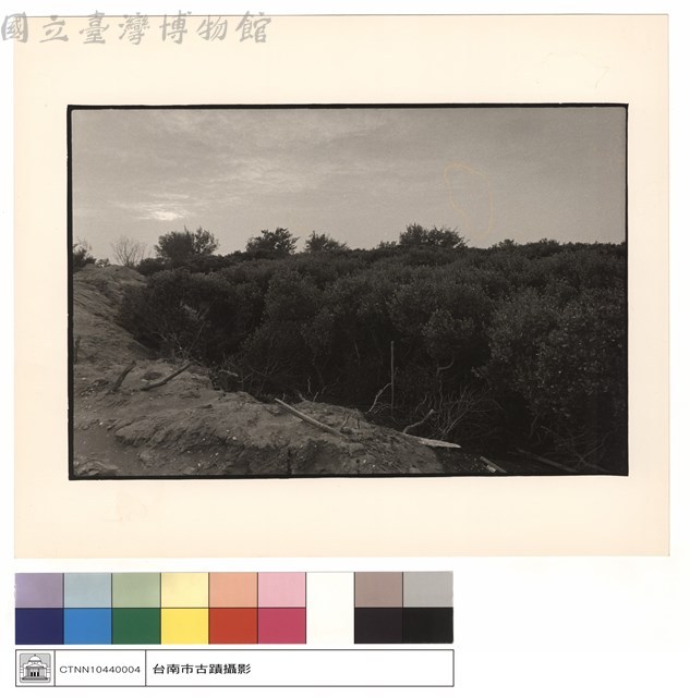 遺跡處之水筆仔藏品圖，第1張