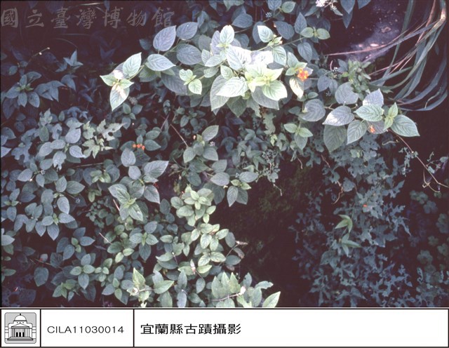 牆及草藏品圖，第1張