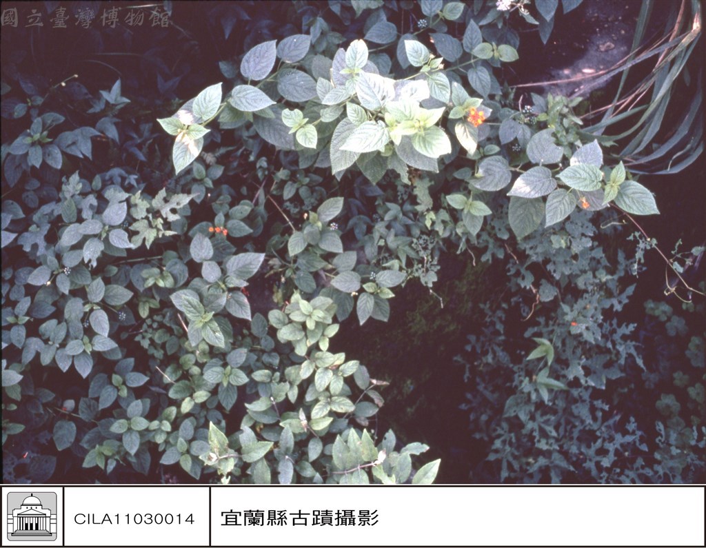 大圖瀏覽