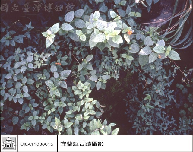 牆及草藏品圖，第1張