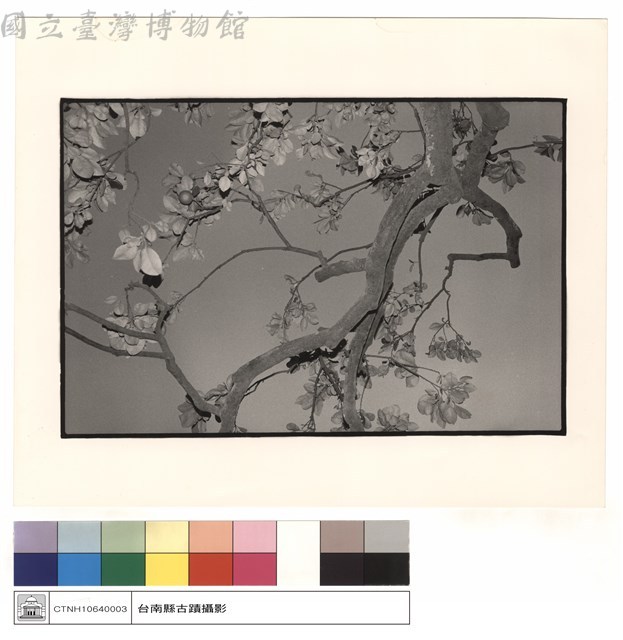 仰視藏品圖，第1張