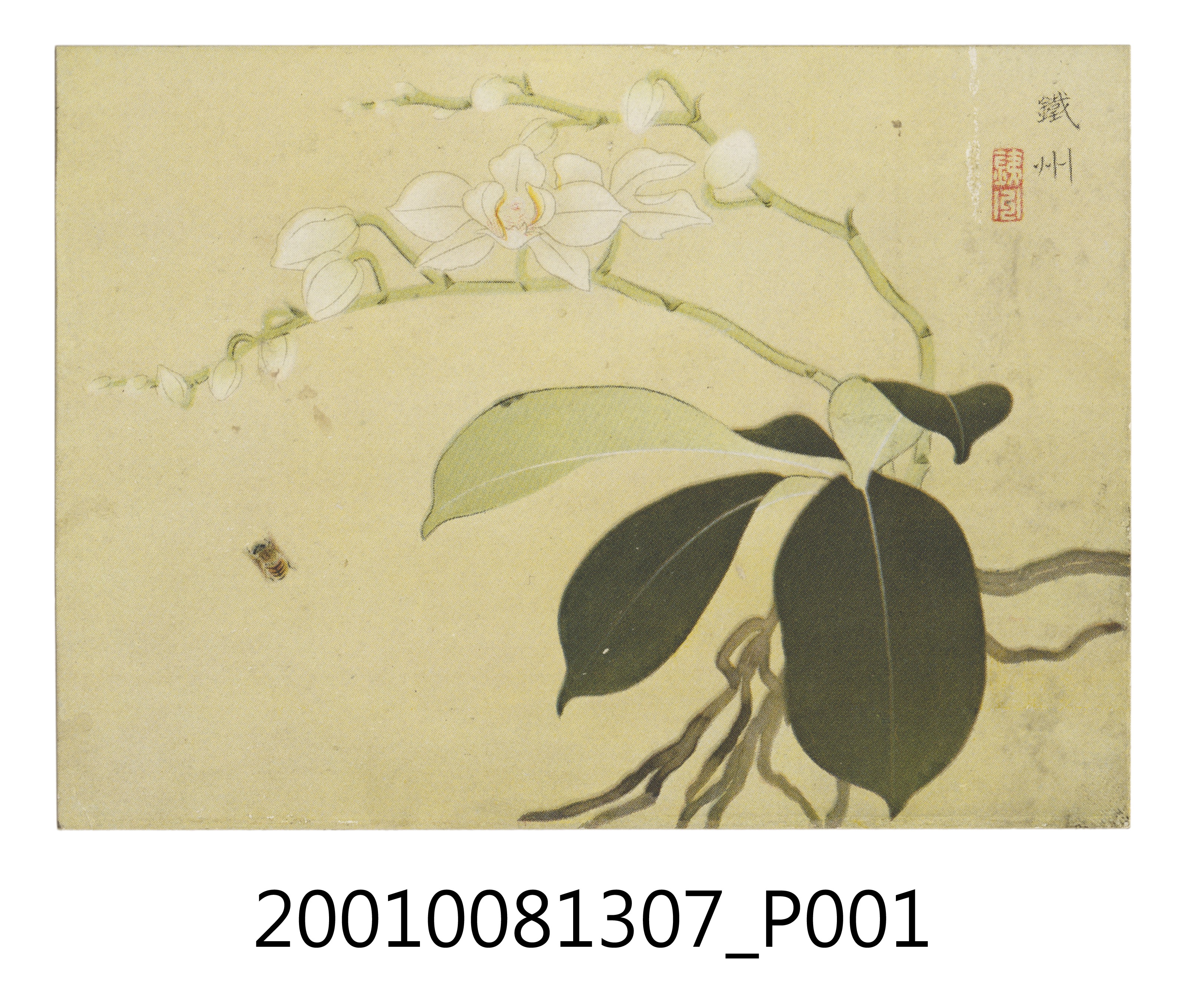 蝴蝶蘭 (共4張)