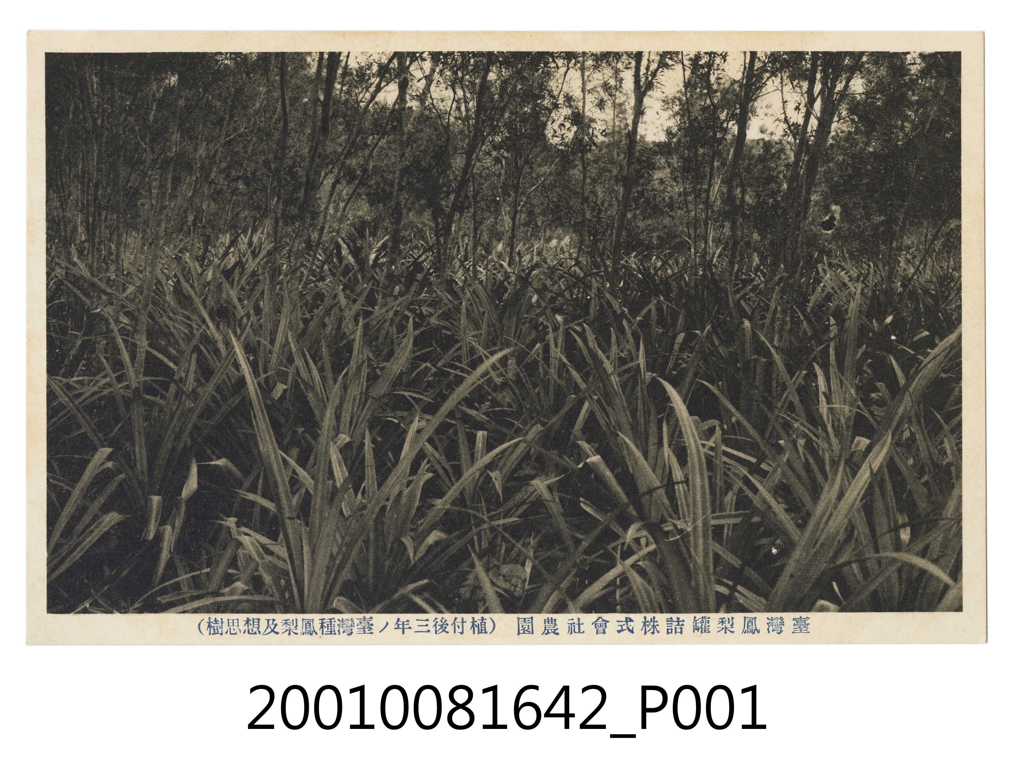 神戶光村印刷株式會社印行臺灣鳳梨罐頭株式會社農園 (共4張)