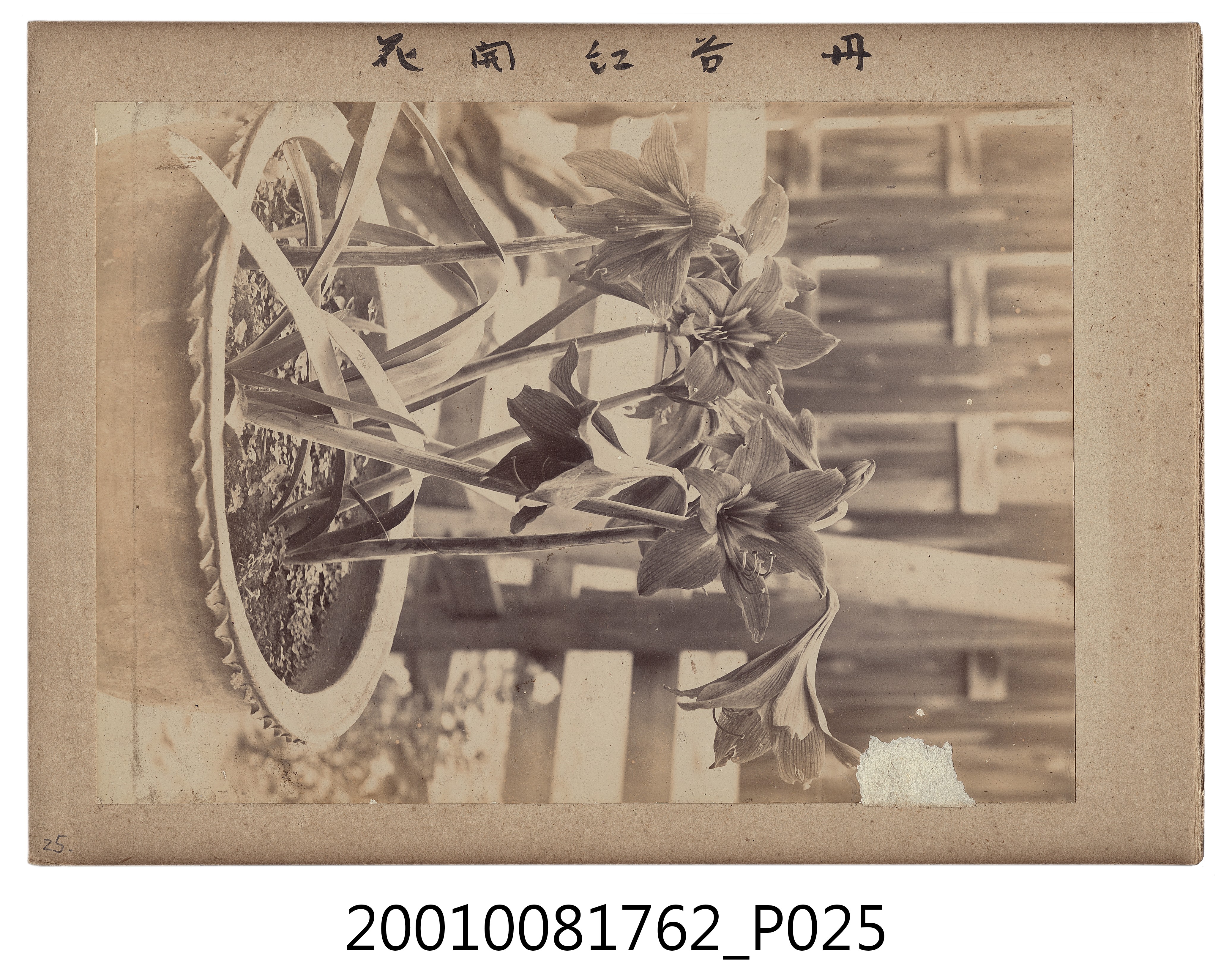 《臺灣全島景風俗寫真》上冊 (共30張)