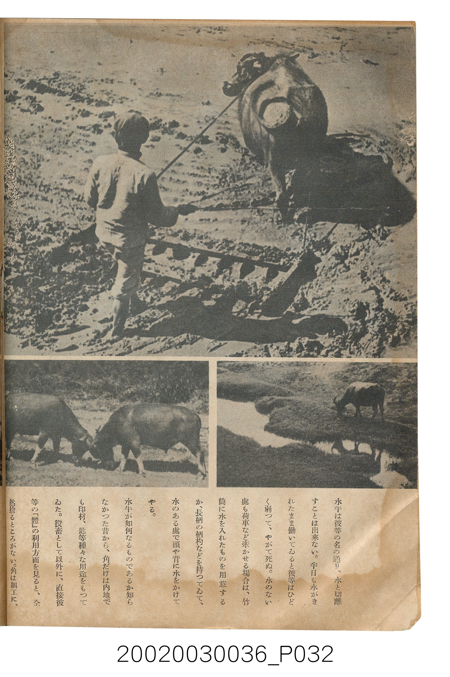 金關丈夫編《民俗臺灣》第四卷第五號 (共65張)
