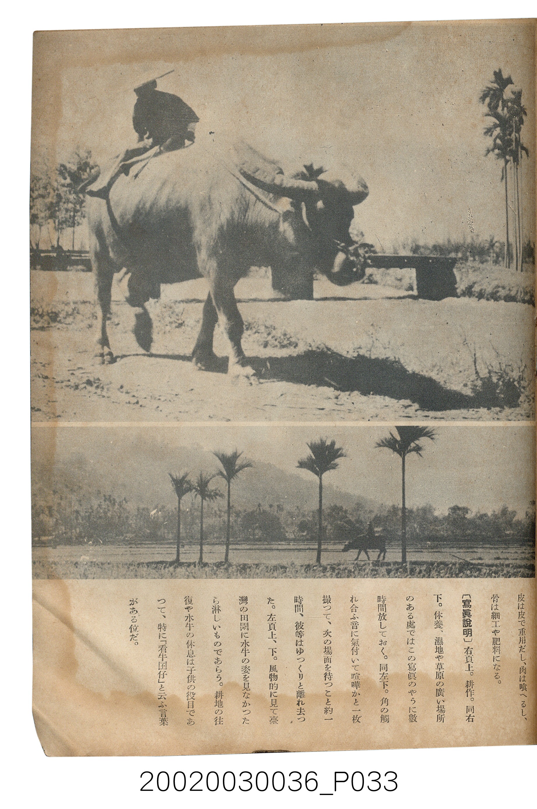 金關丈夫編《民俗臺灣》第四卷第五號 (共65張)