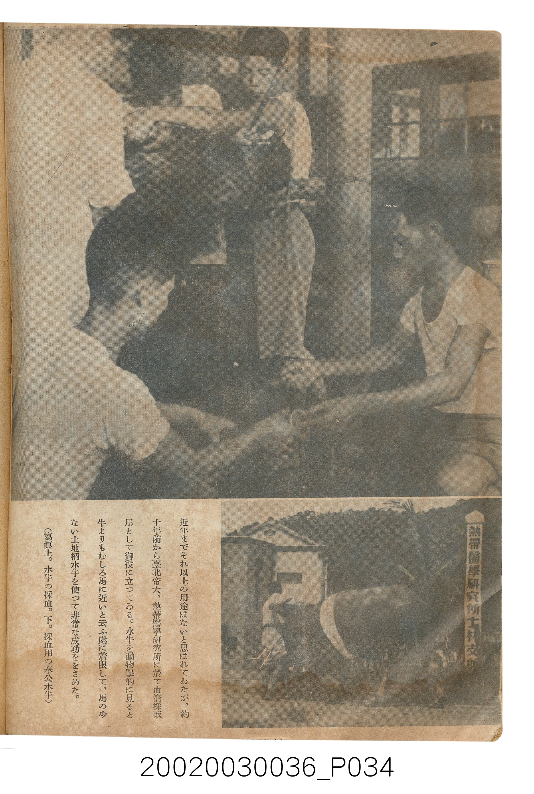 金關丈夫編《民俗臺灣》第四卷第五號 (共65張)