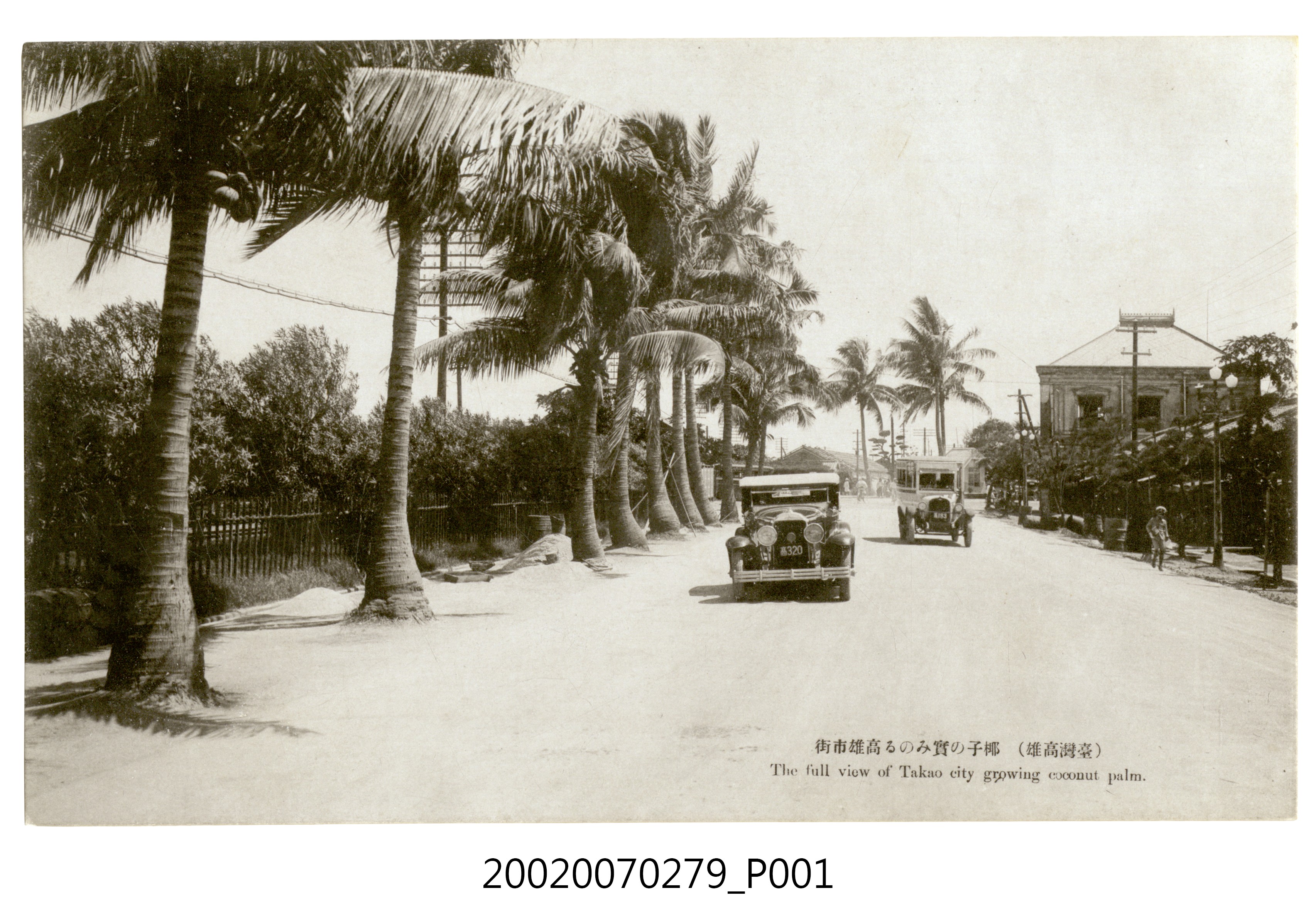 臺灣高雄椰子及高雄市街 (共4張)