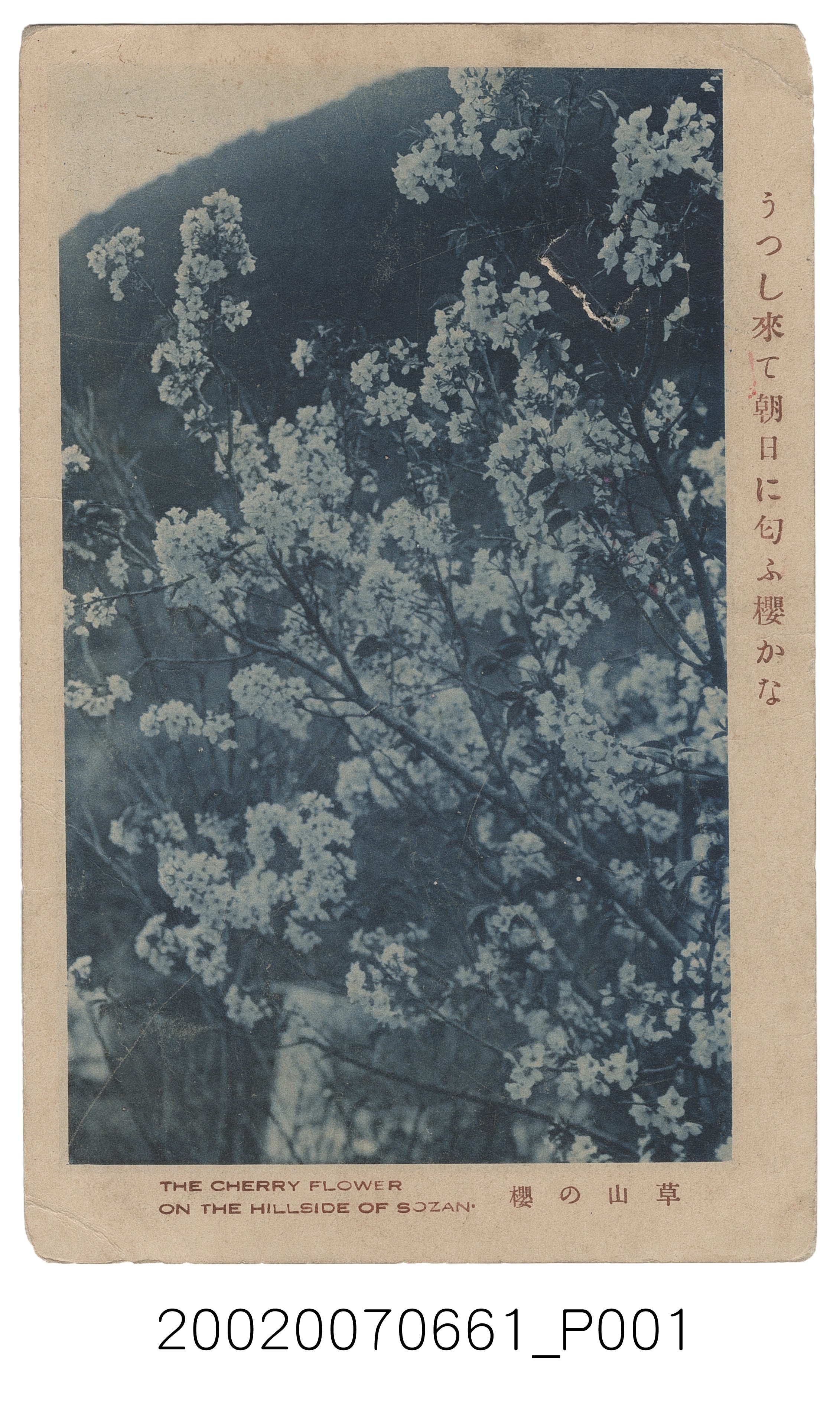 臺北勝山發行草山的櫻花 (共4張)