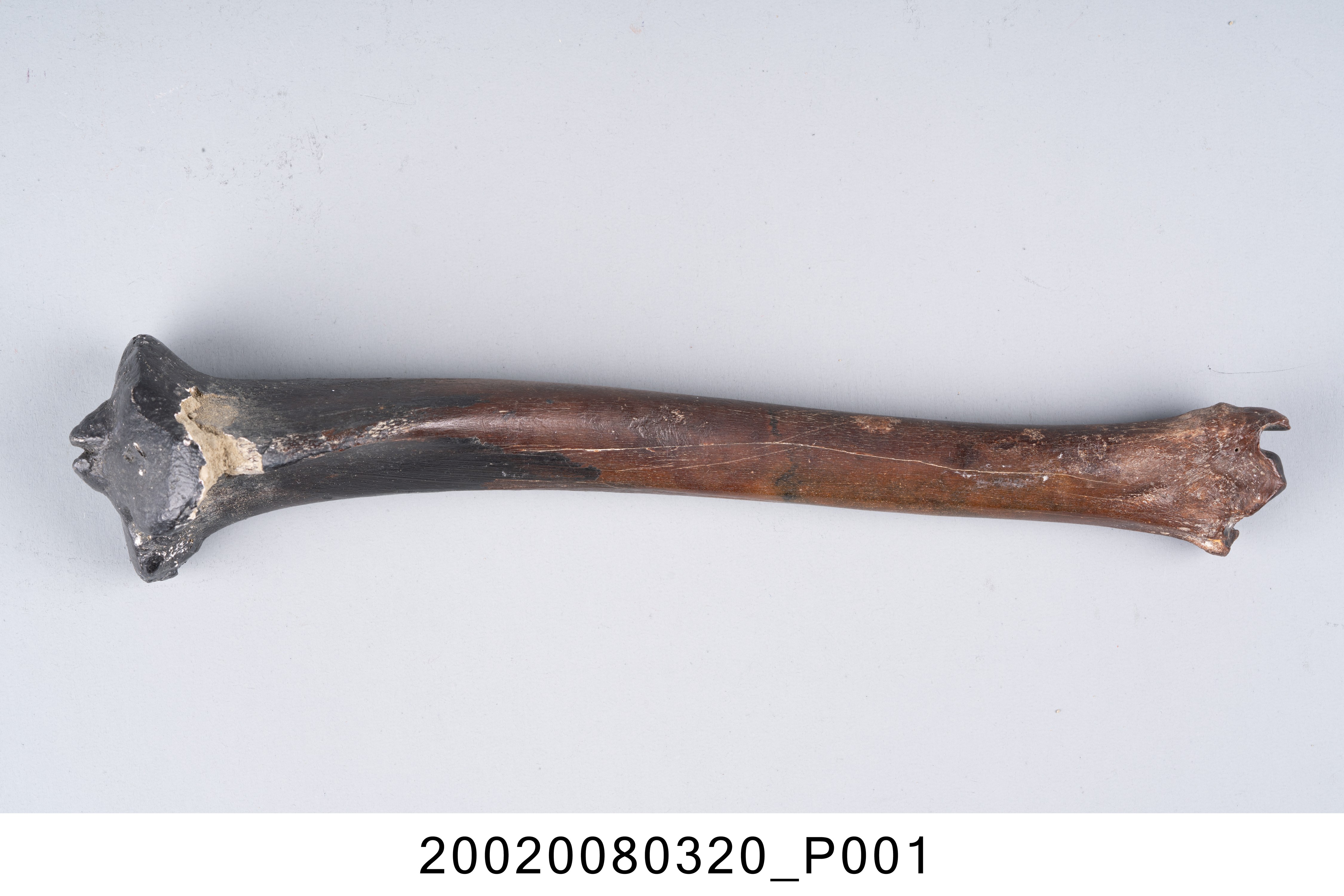 鹿右側脛骨化石 (共7張)
