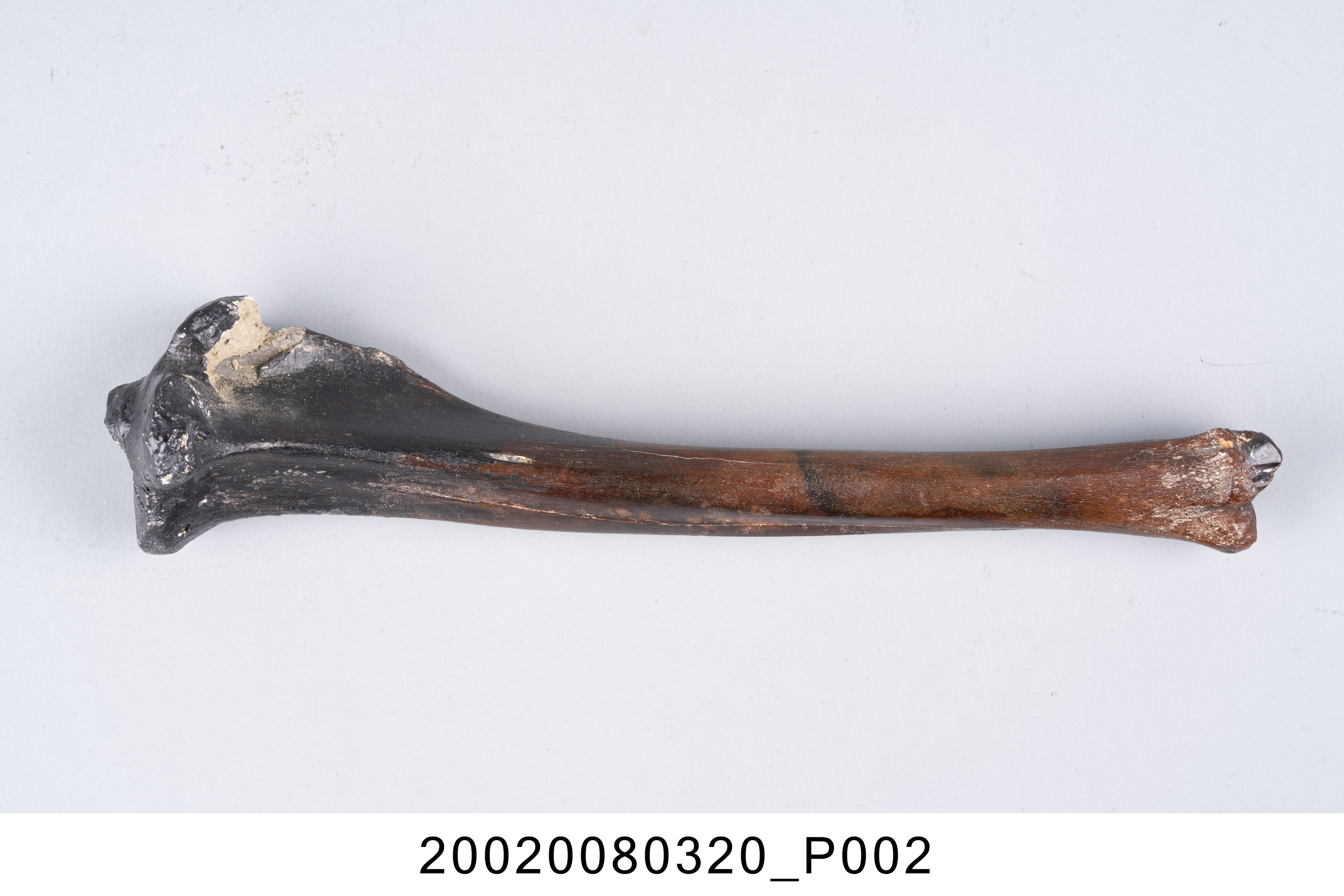 鹿右側脛骨化石 (共7張)