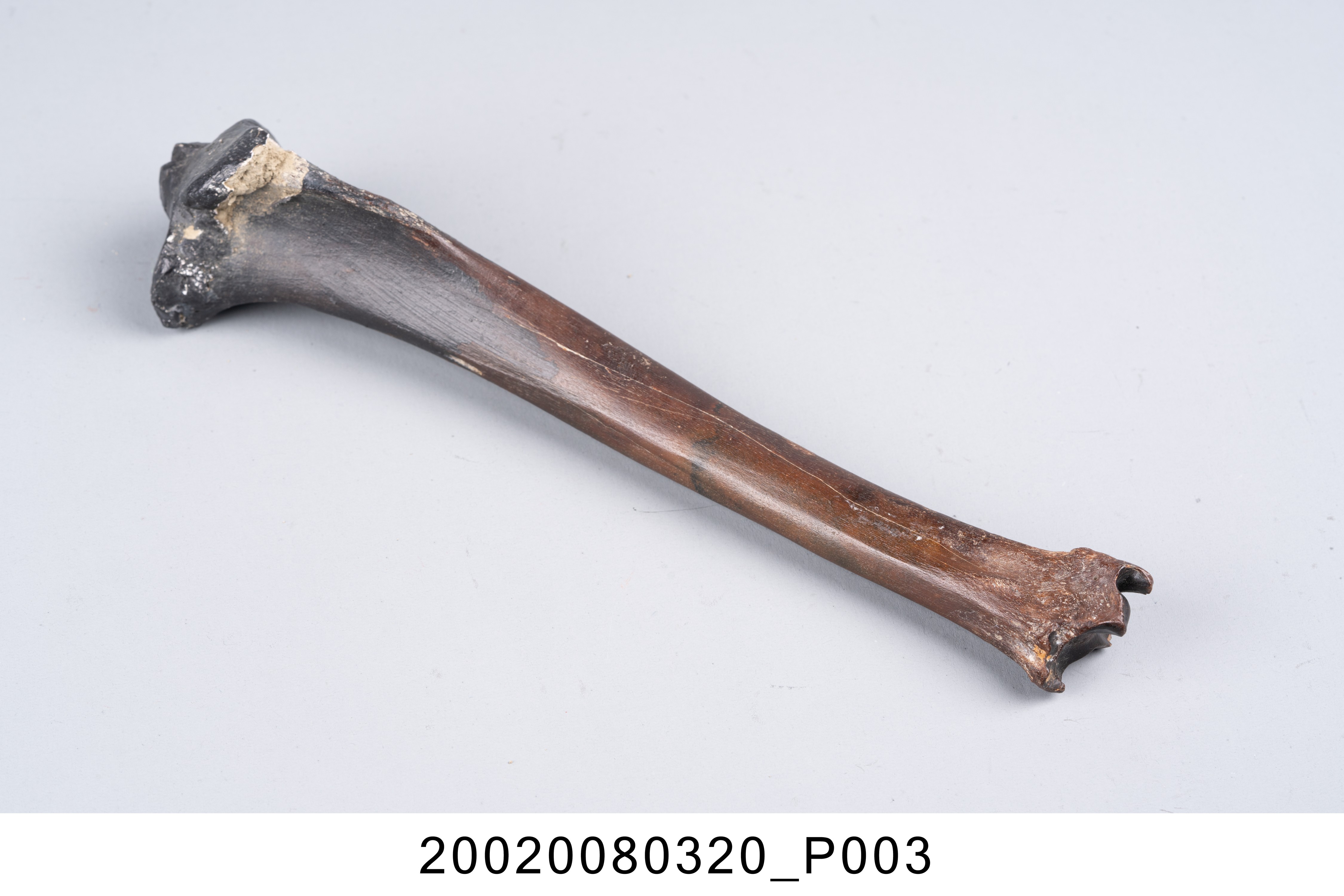 鹿右側脛骨化石 (共7張)