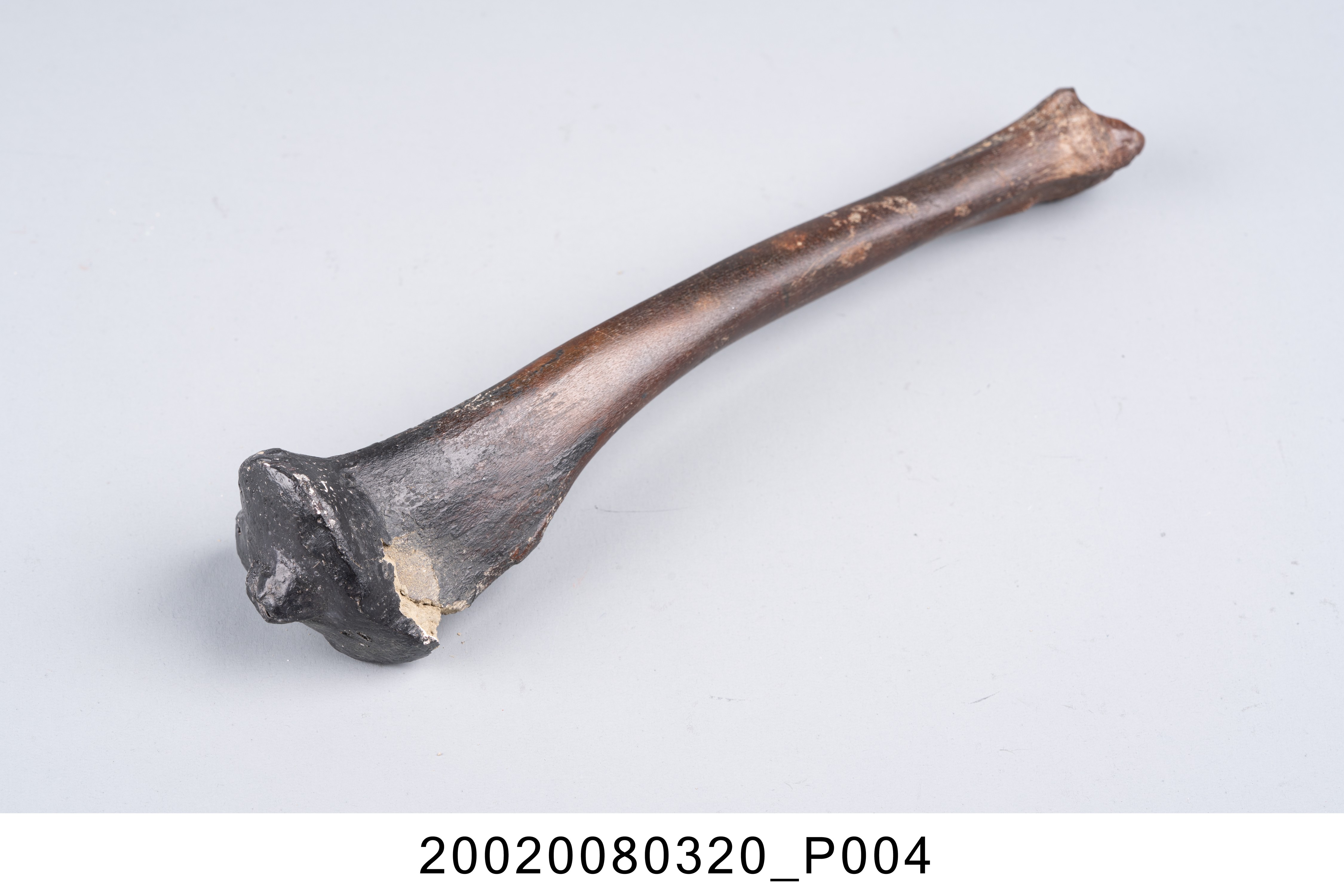 鹿右側脛骨化石 (共7張)