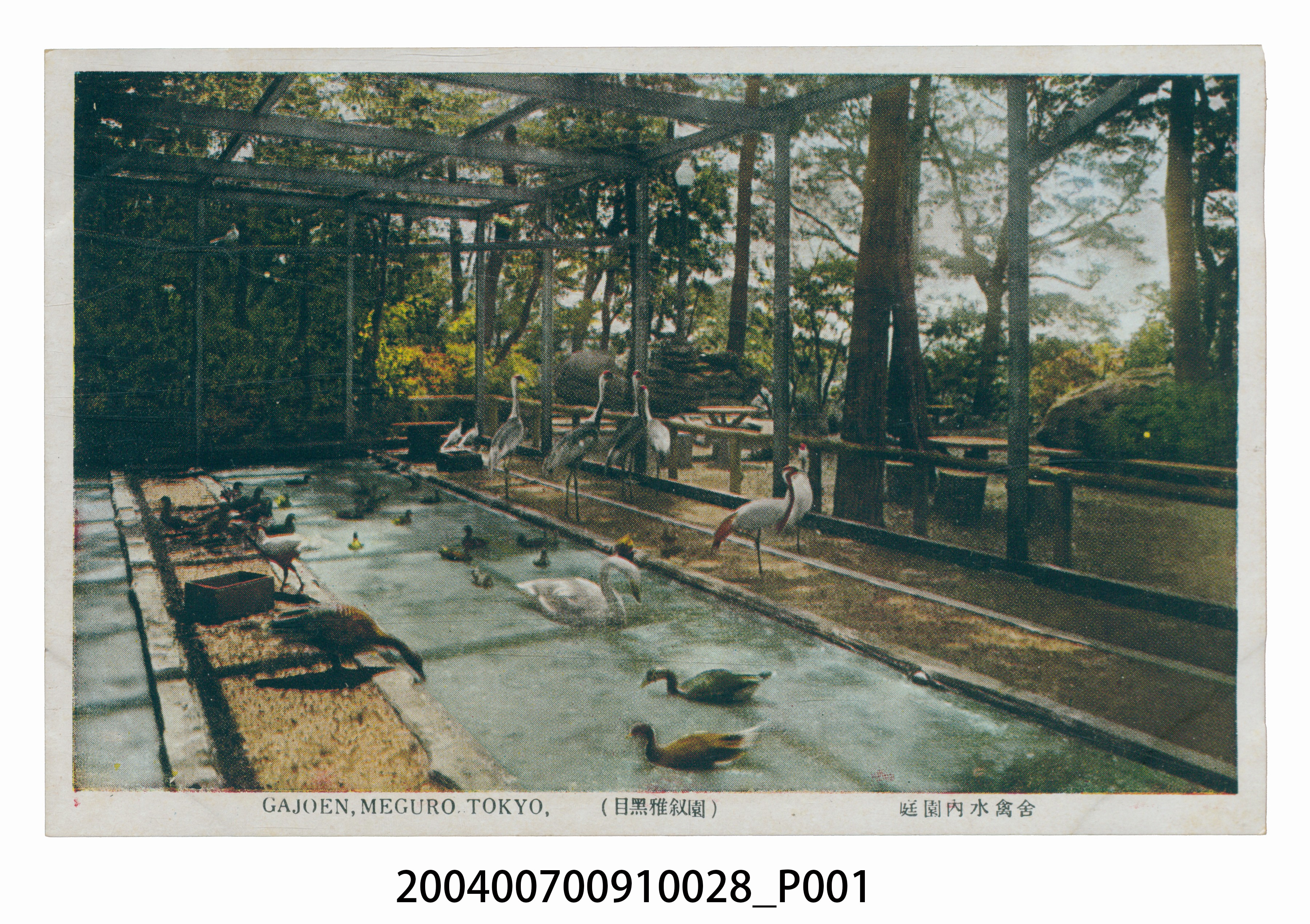 目黑雅敘園庭園內水禽舍景色明信片 (共3張)