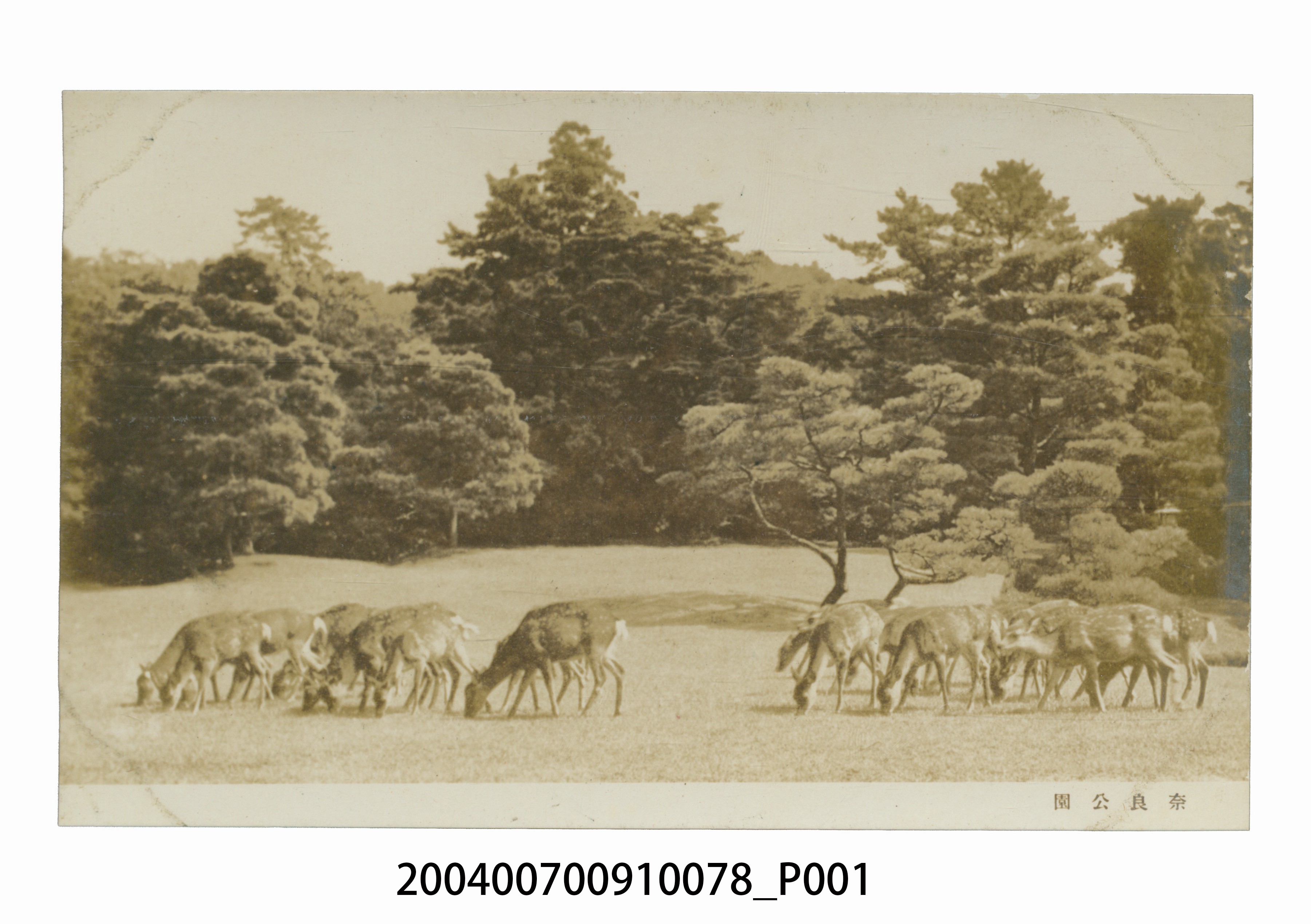 奈良縣吉野山與吉野神宮明信片 (共3張)