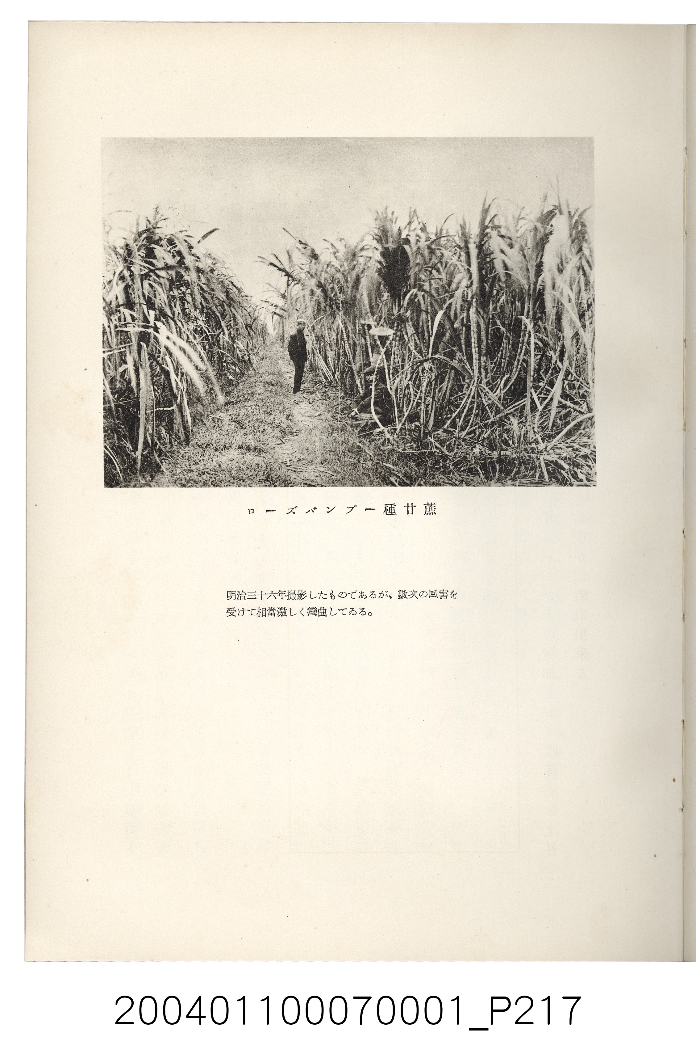 伊藤重郎編《臺灣製糖株式會社史》書本 (共593張)