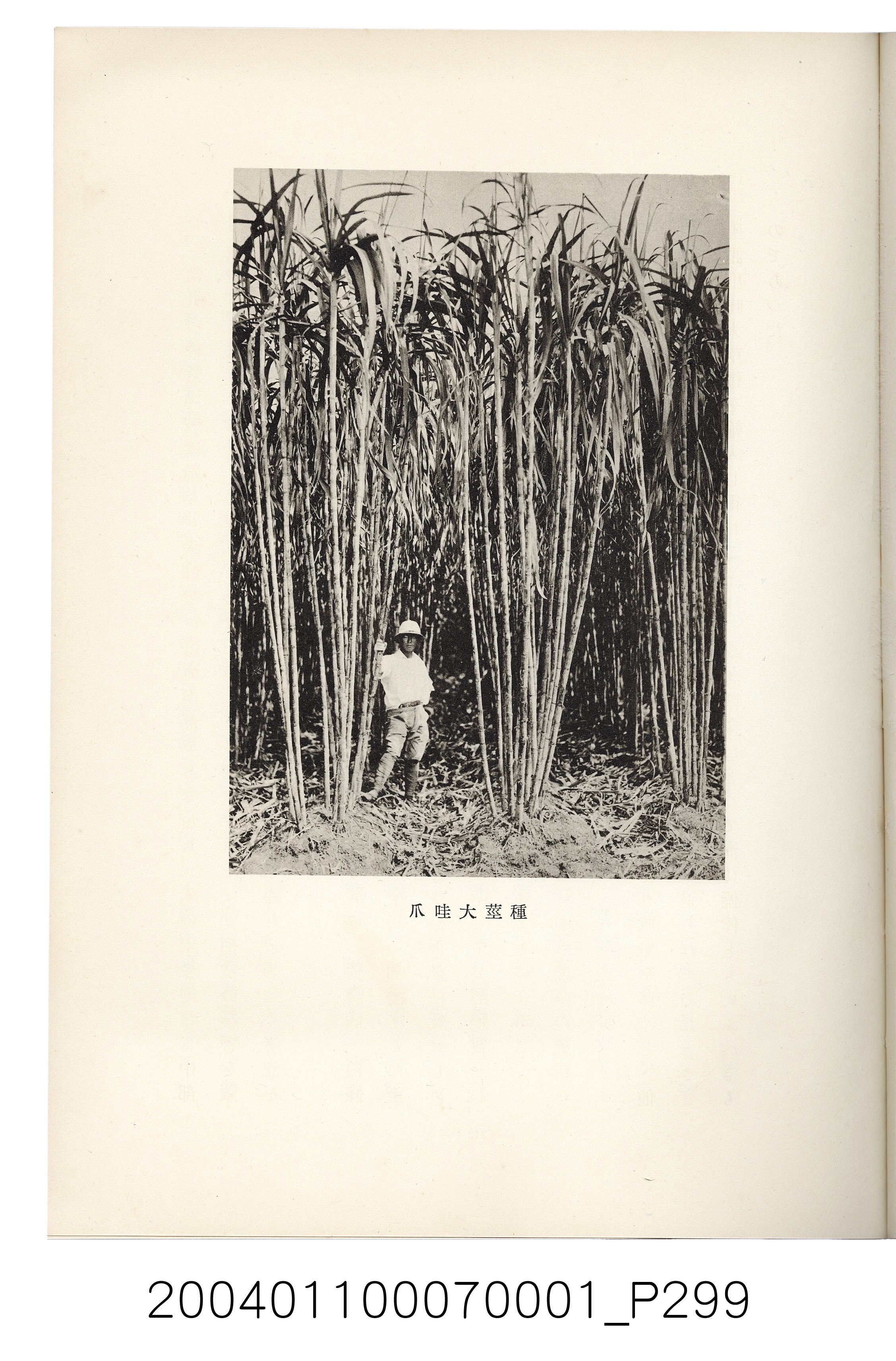伊藤重郎編《臺灣製糖株式會社史》書本 (共593張)