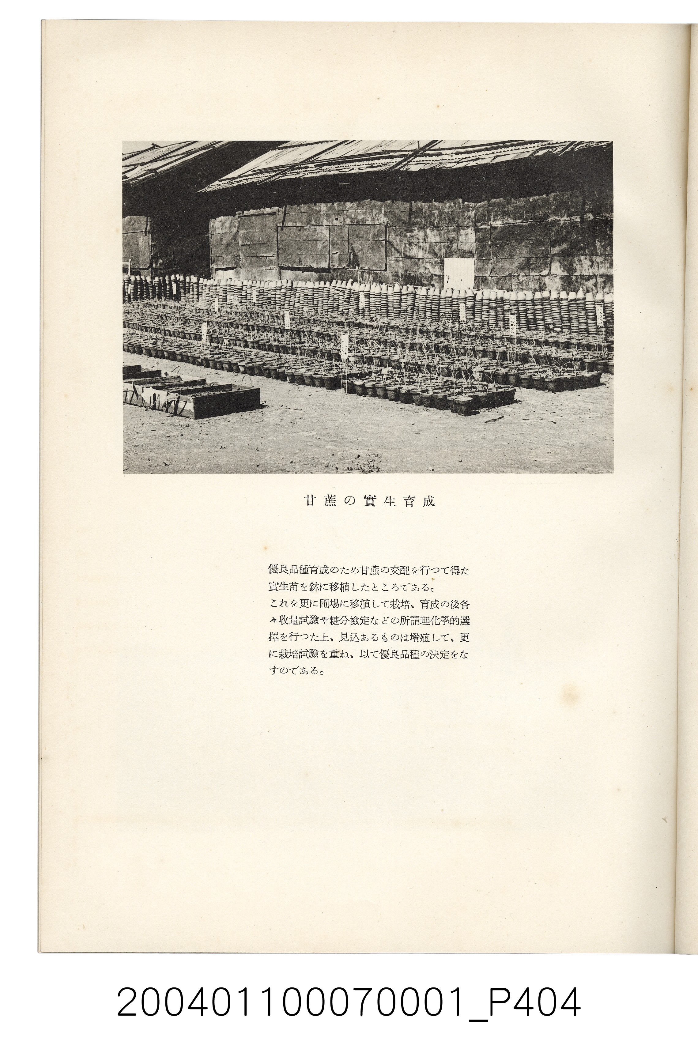 伊藤重郎編《臺灣製糖株式會社史》書本 (共593張)