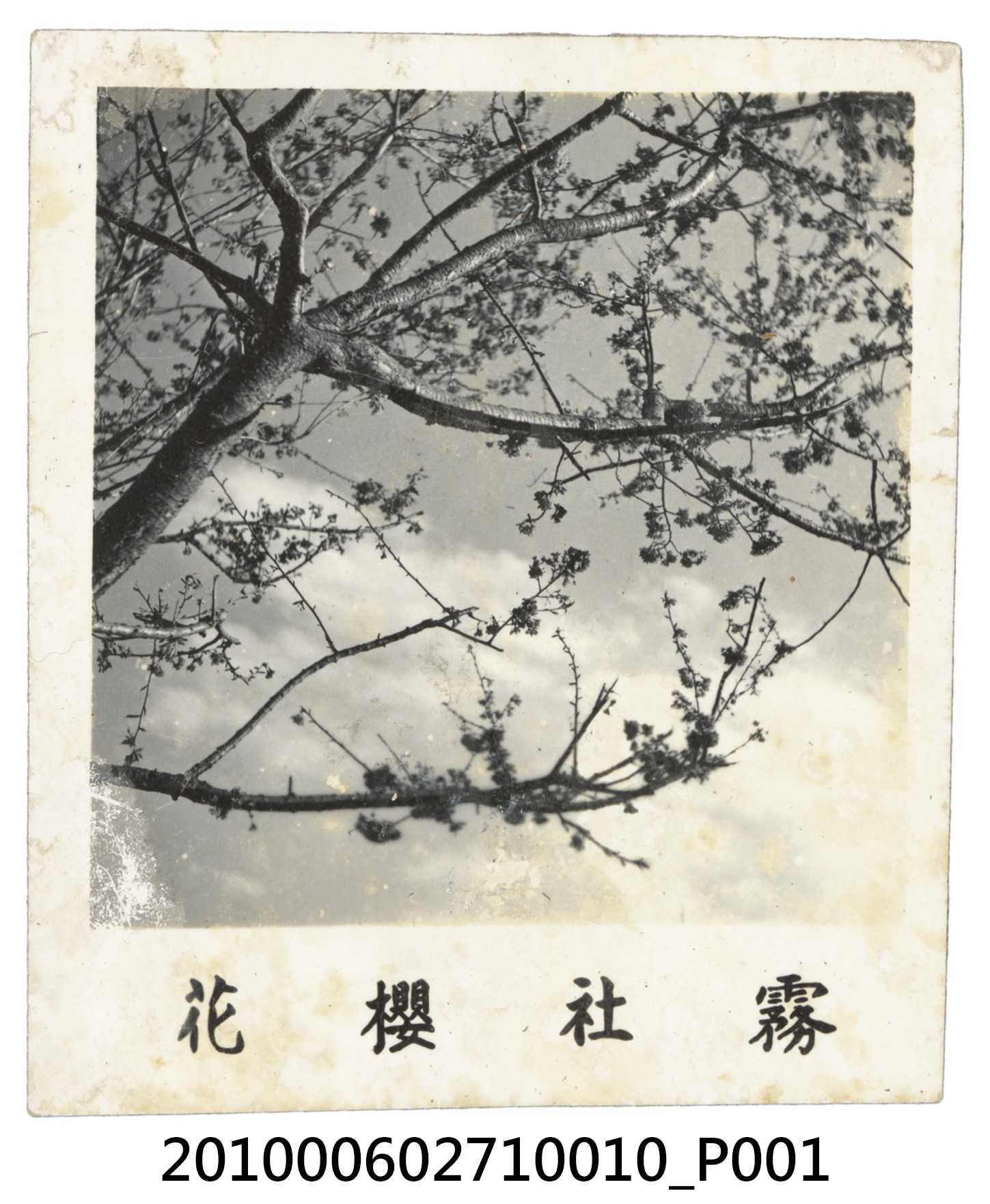 霧社櫻花 (共2張)