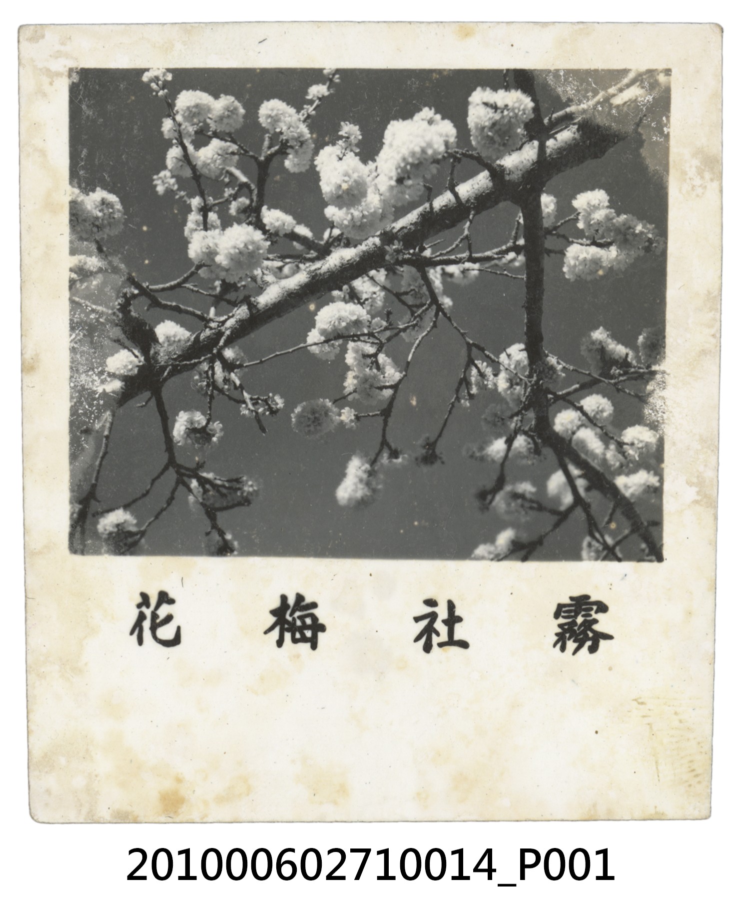 霧社梅花 (共2張)