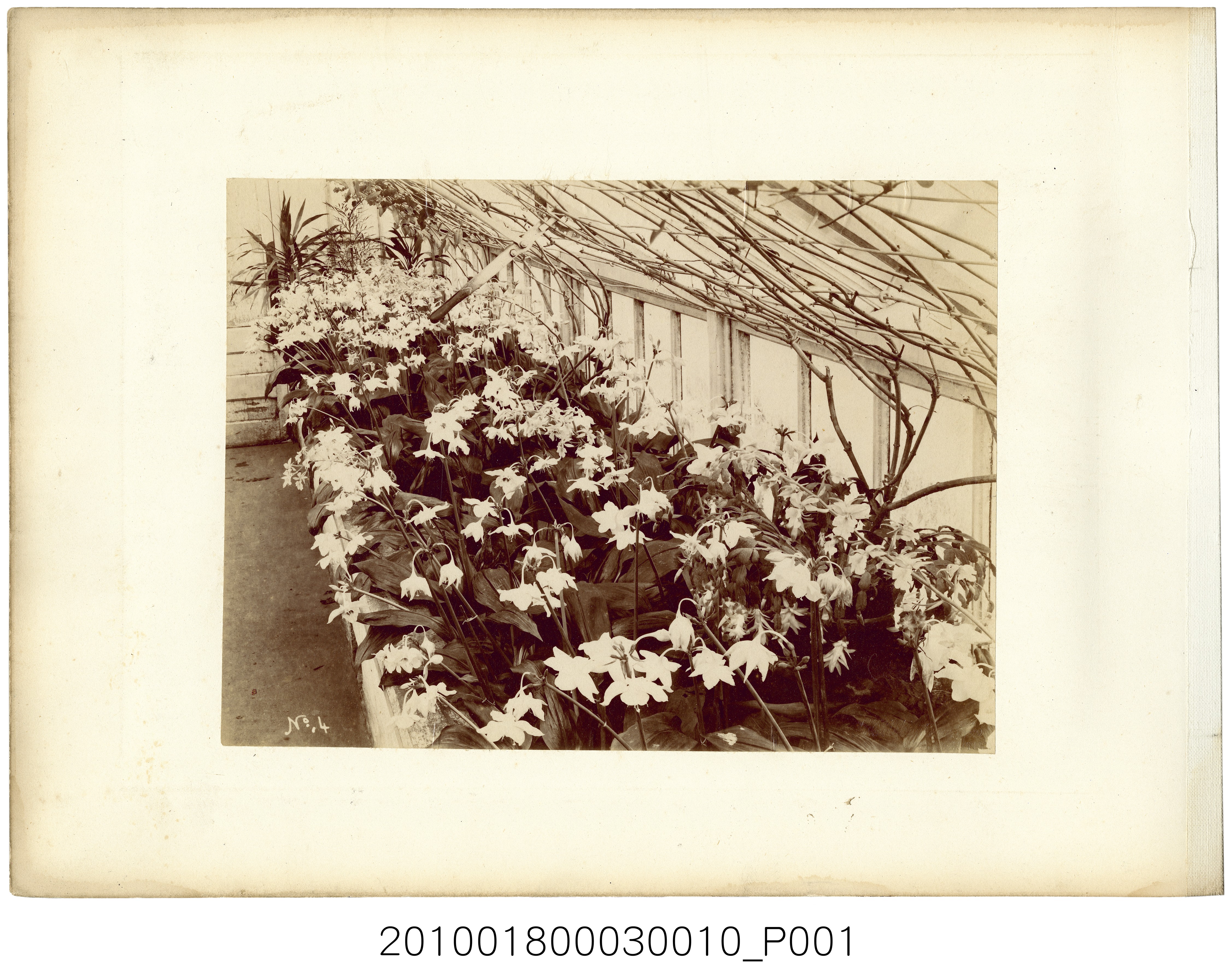花卉 (共2張)