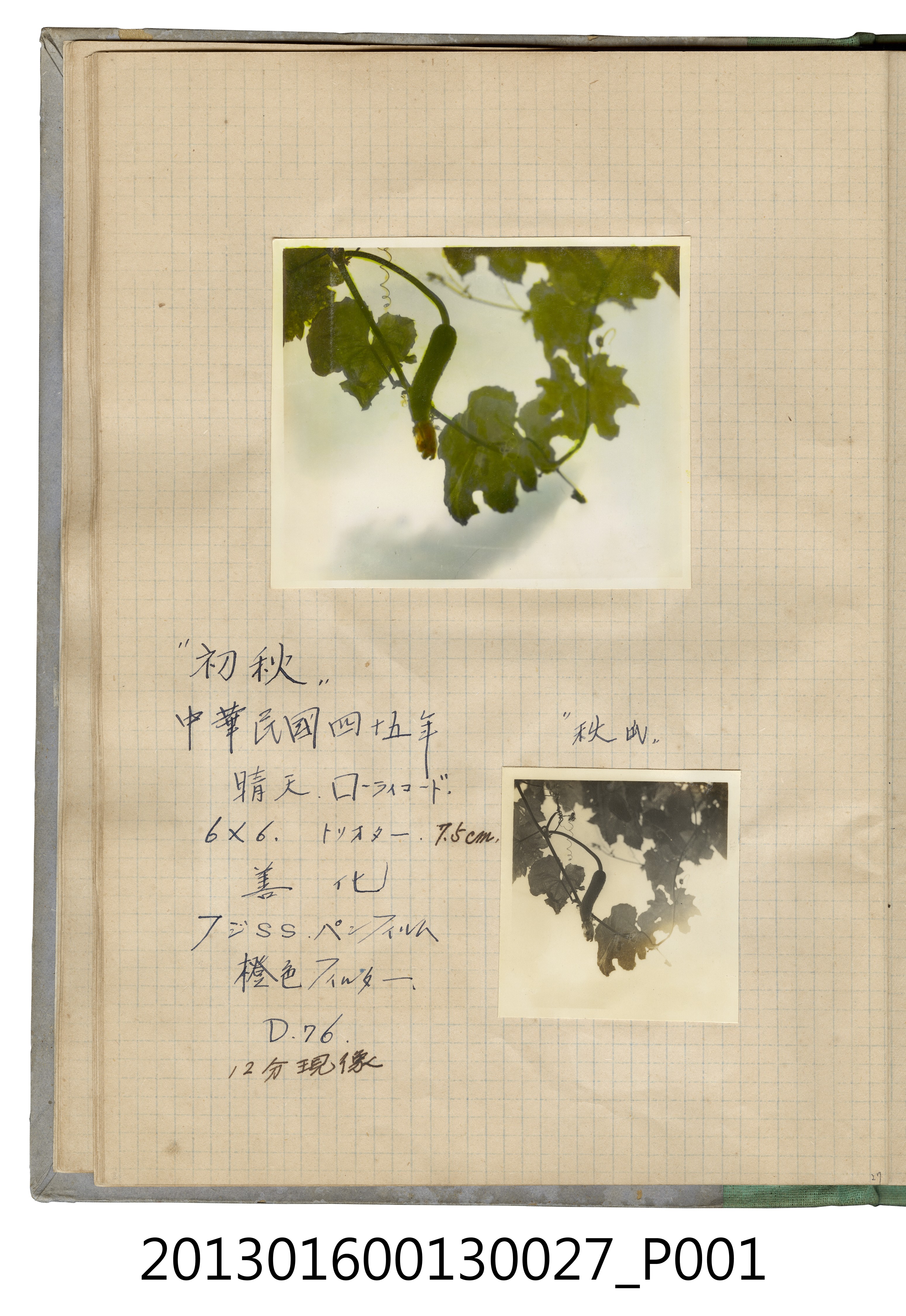 民國45年絲瓜藤照片2張 (共2張)