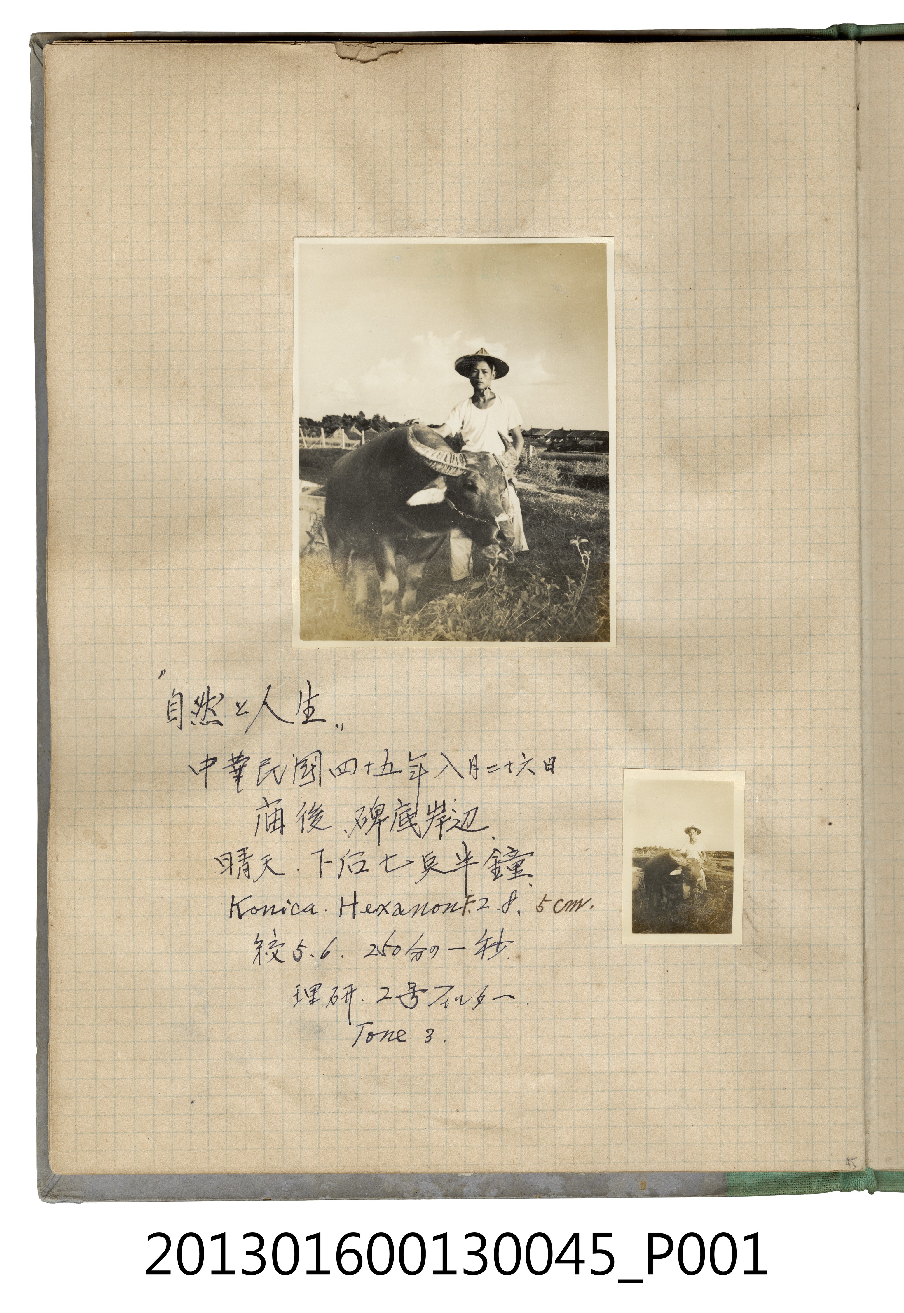 民國45年8月26日牛童於廟後埤底岸邊獨照2張 (共2張)