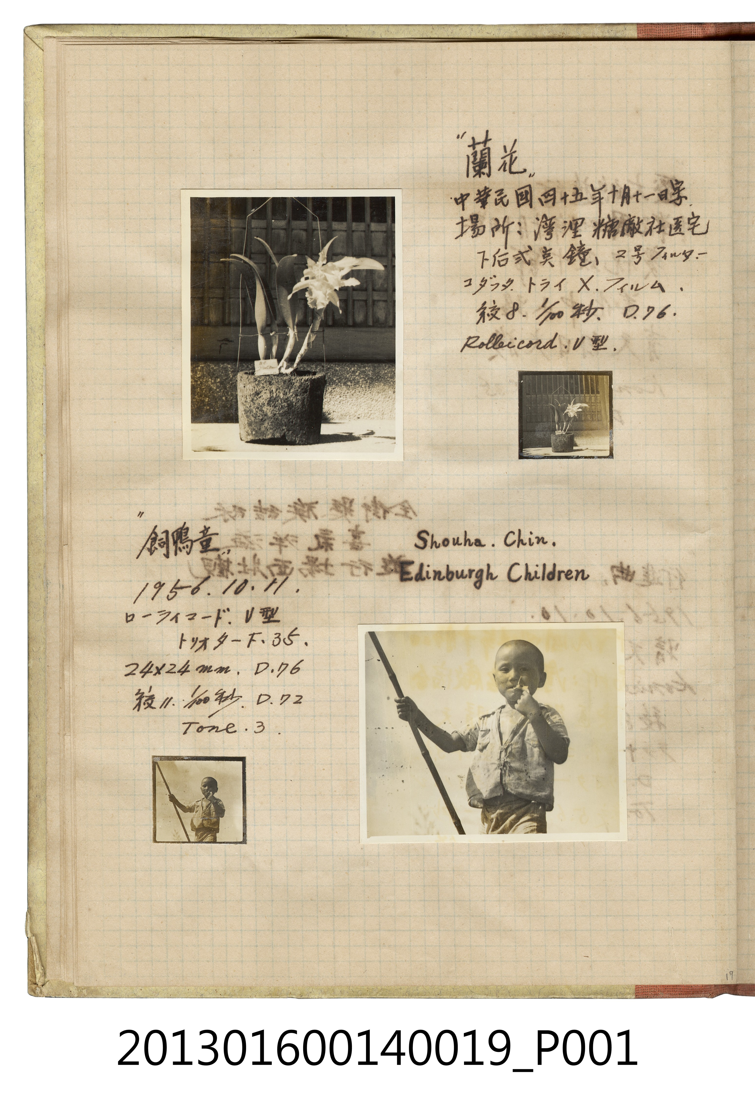 民國45年蘭花盆栽與孩童獨照4張 (共2張)