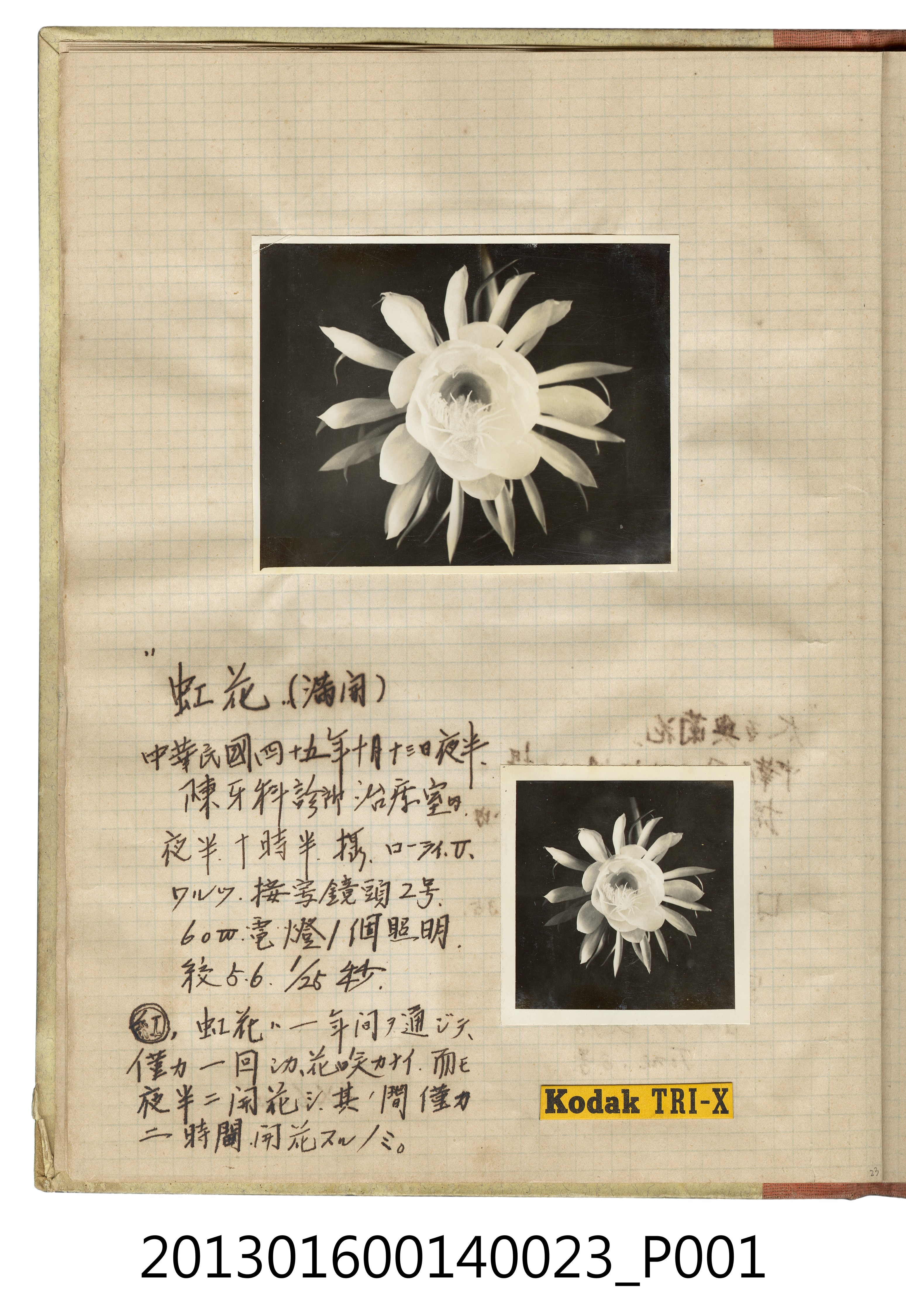 民國45年10月13日花2張 (共2張)