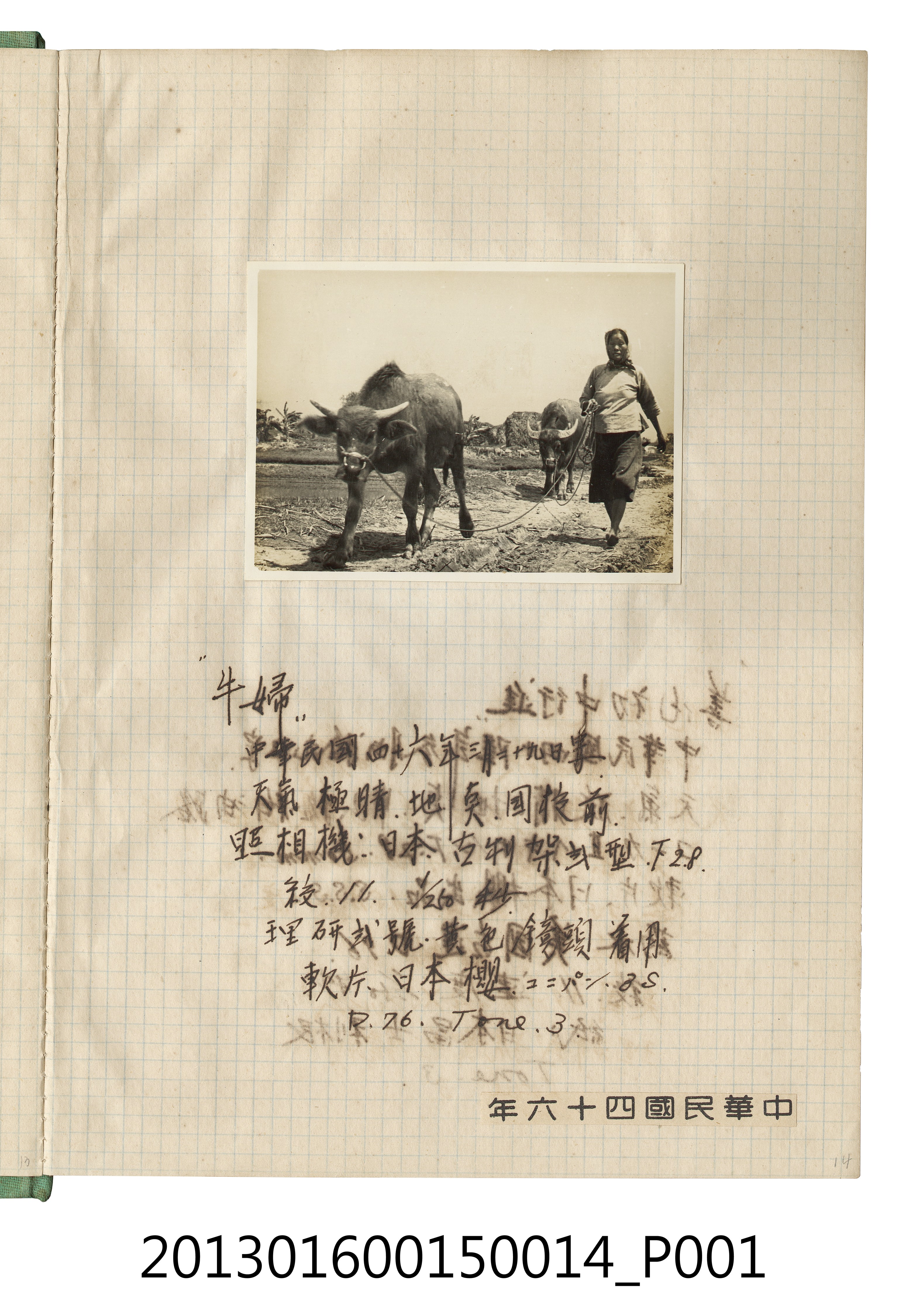 民國46年3月29日牛婦獨照1張 (共2張)