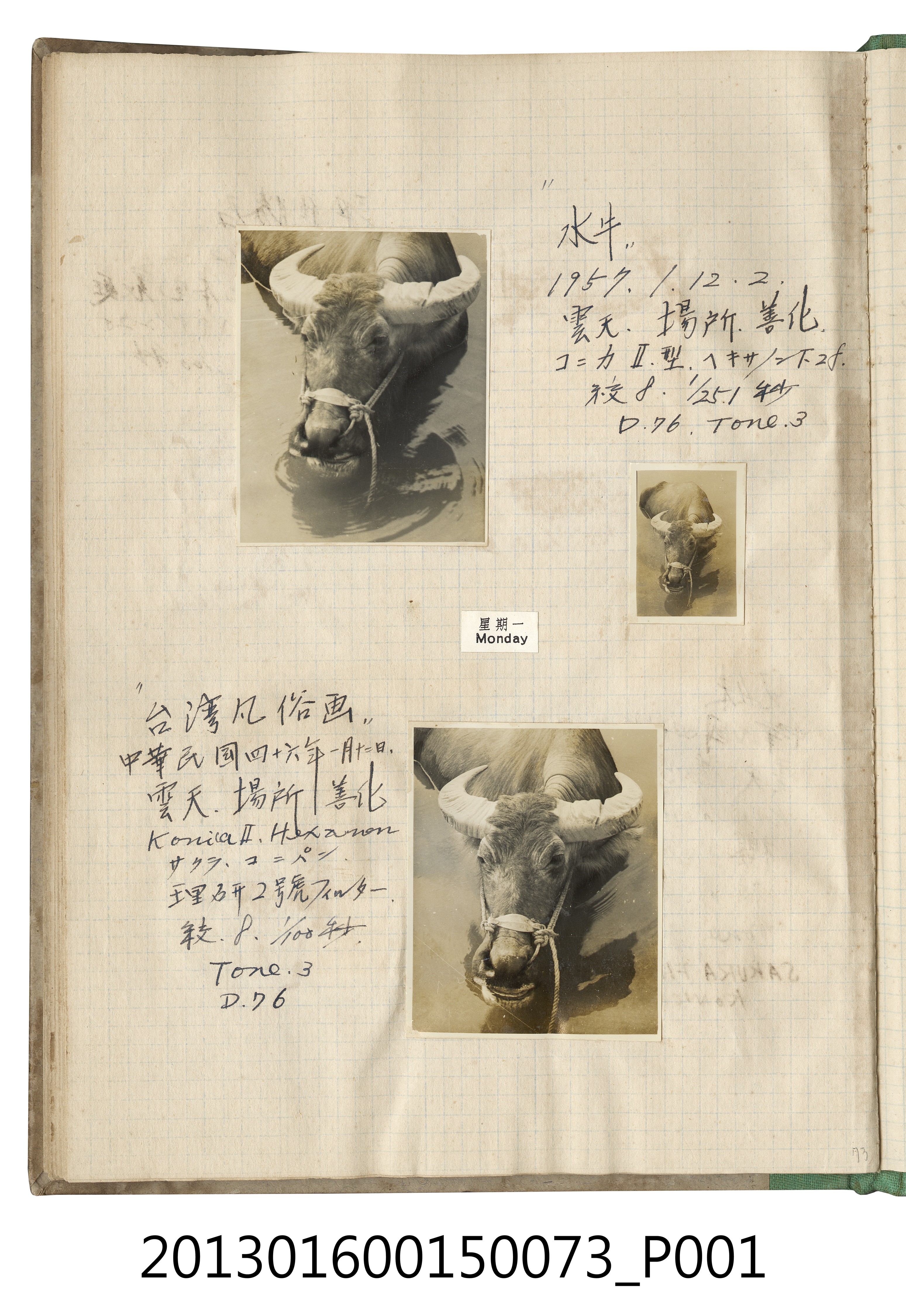 1957年1月12日善化水牛照3張 (共2張)