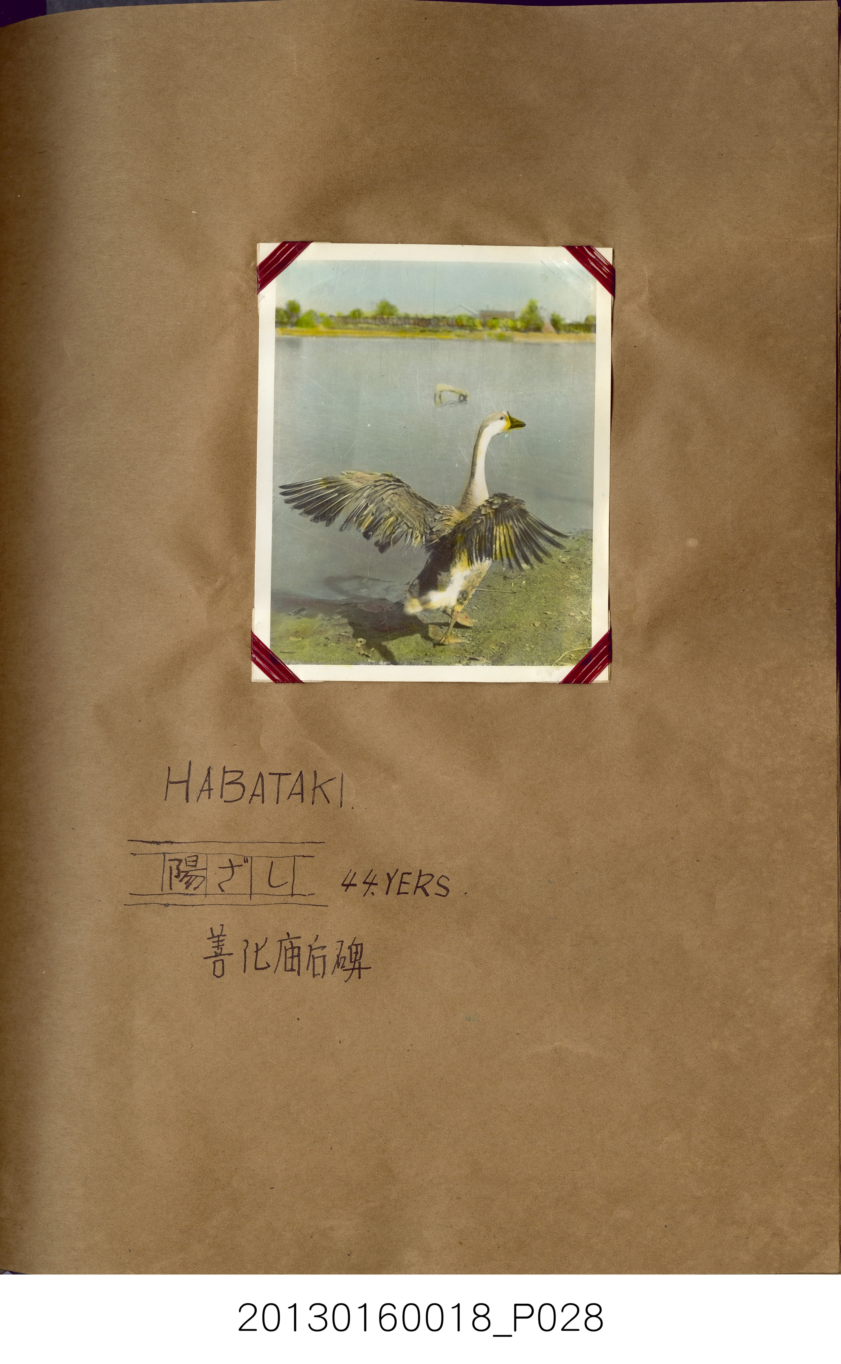 陳崧波攝影作品相簿-15(SRAPE BOOK) (共84張)
