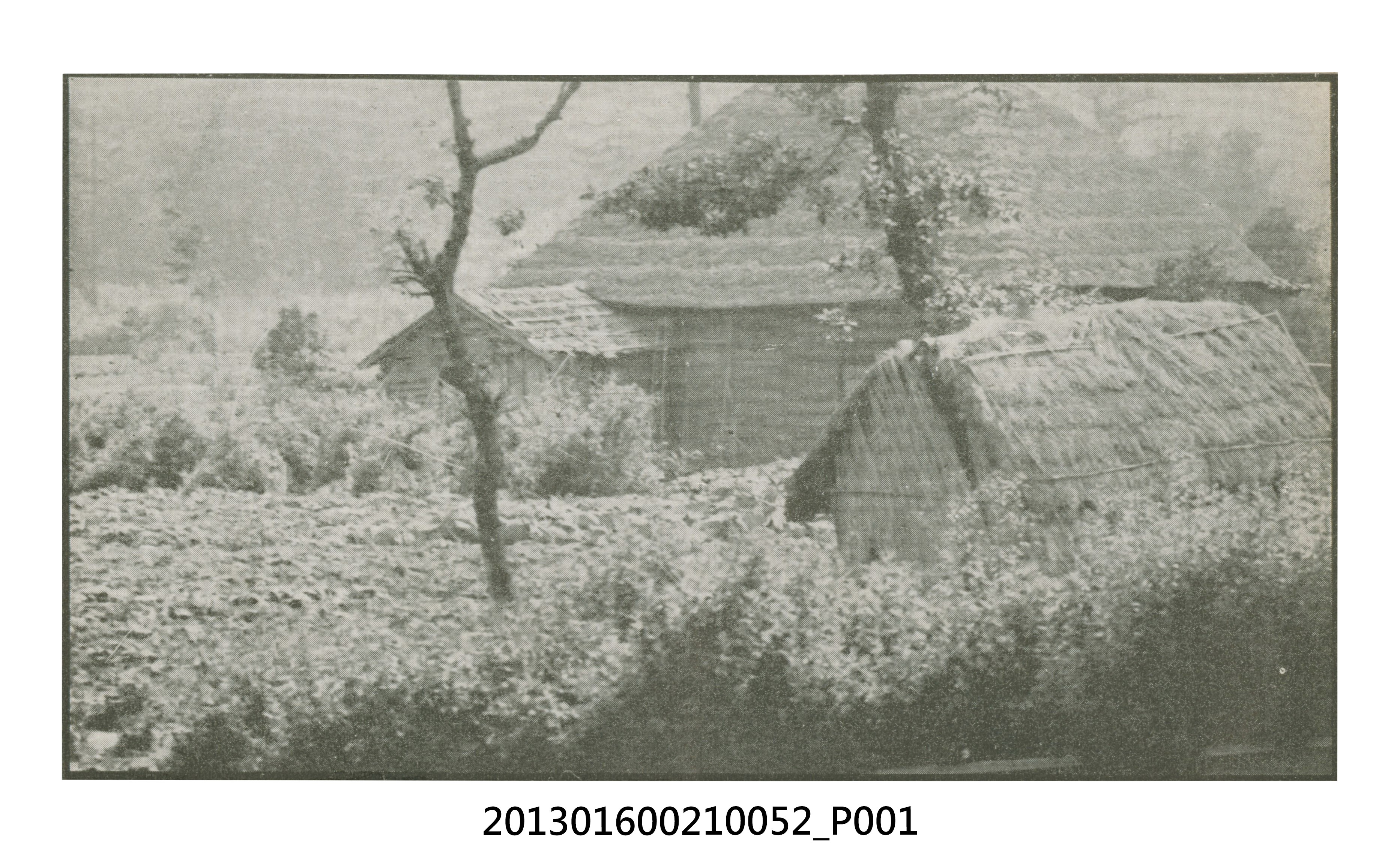 鄉村剪報與陳崧波獨照2張 (共3張)