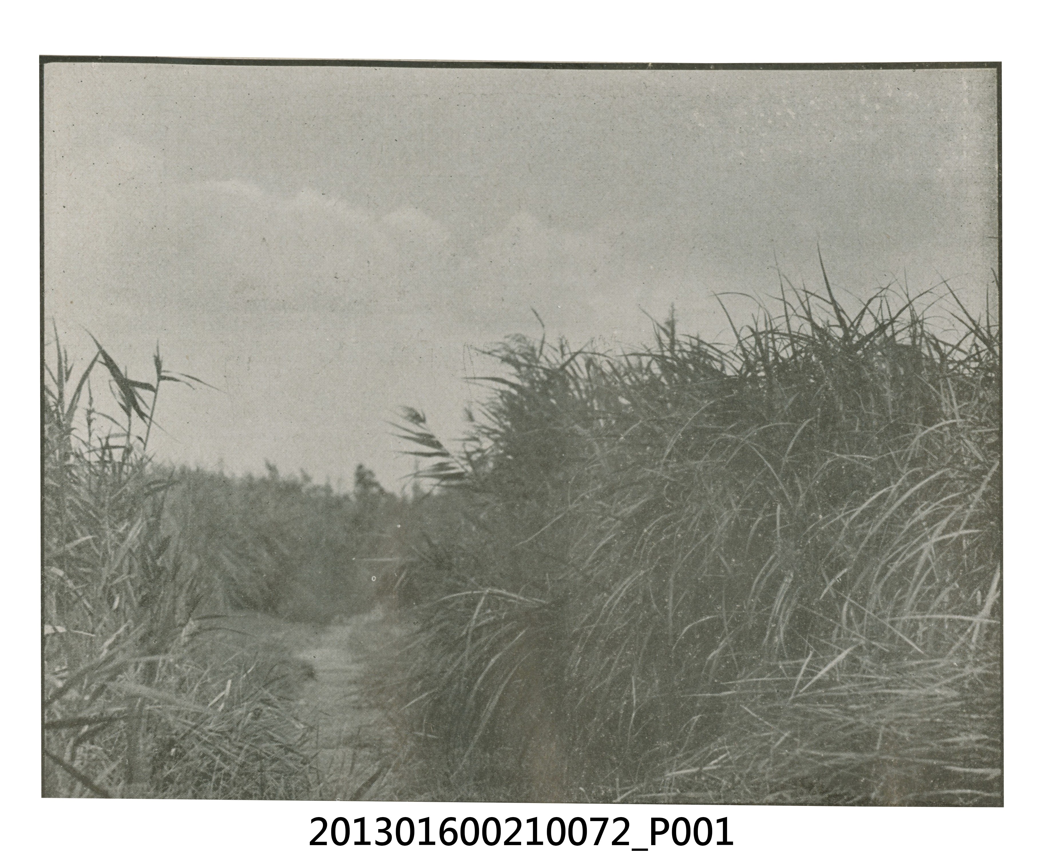 草叢小路剪報與陳崧波賞花照2張 (共3張)