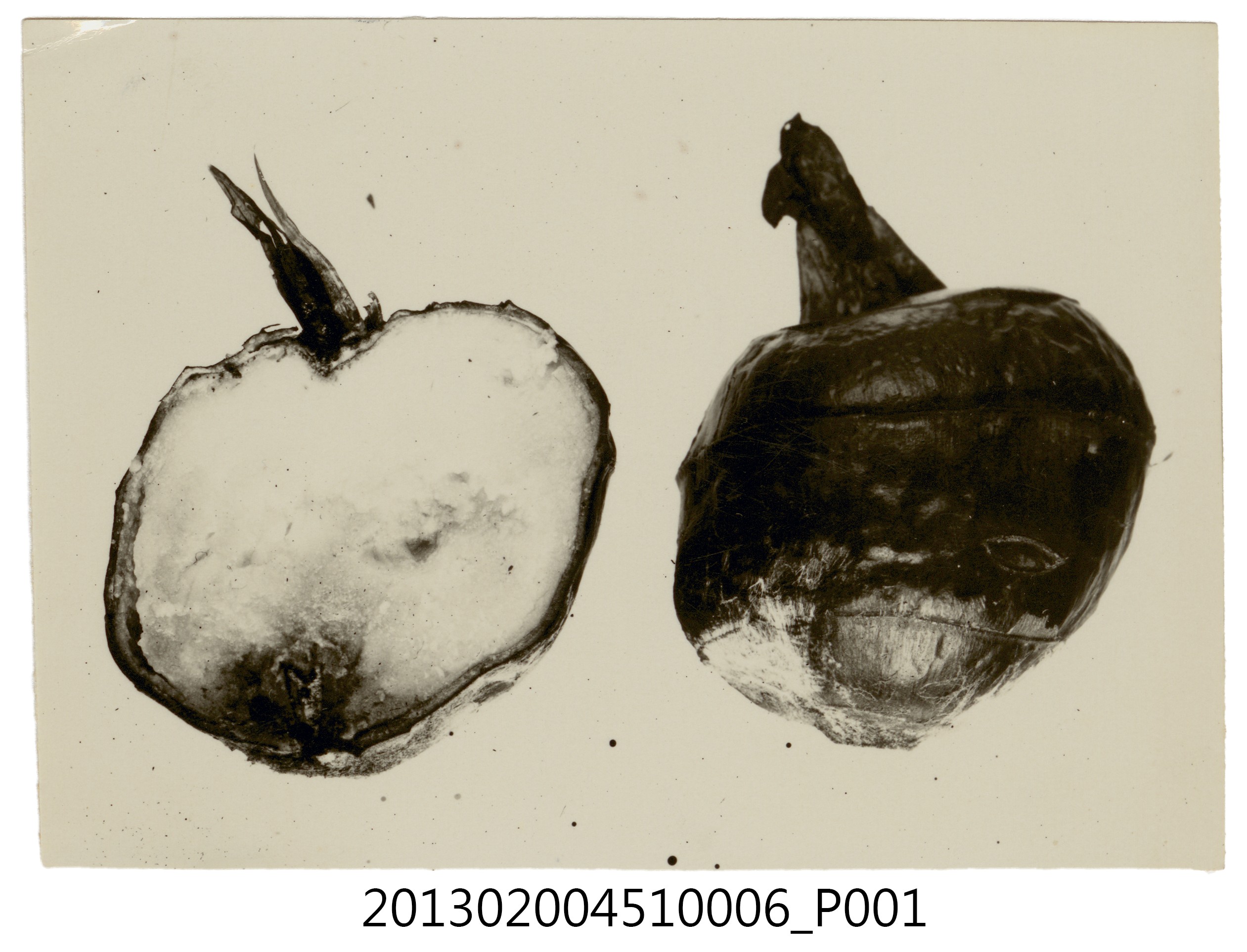 馬鈴薯切片樣本「Cerat菌接種」照 (共4張)